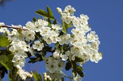 Blühender Weißdornzweig. Foto: Ruckszio AdobeStock
