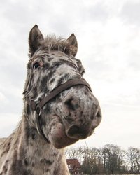 Pferd. Foto: Uschi Dreiucker/Pixelio
