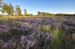 Blühende Besenheide im NSG „Eversten Holz“. Foto: Hans-Jürgen Zietz
