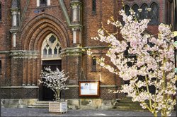 Frühlingsblüten an der Oldenburger Lamberti-Kirche. Foto: Hans-Jürgen Zietz