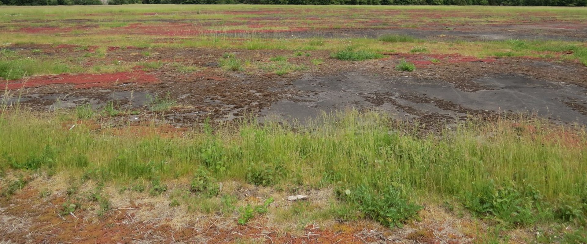 Naturschutzgebiet Alexanderheide zwischen Landebahn und Alexanderstrasse. Foto: Stadt Oldenburg