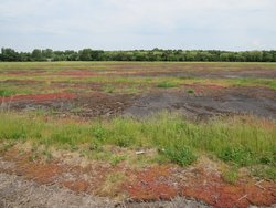 Naturschutzgebiet Alexanderheide zwischen Landebahn und Alexanderstrasse. Foto: Stadt Oldenburg