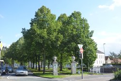 Straßenbäume am Paradewall. Foto: Stadt Oldenburg