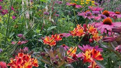 Eine Blütenpracht zum Verlieben: Orange-rote Inkalilien, violettes Eiskraut und bunte Sonnenhüte erwarten Besucherinnen und Besucher bei der Bustour des inForums durch drei private Bauerngärten am 24. September. Foto: Malte Schoon