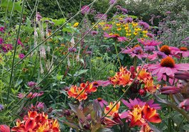 Eine Blütenpracht zum Verlieben: Orange-rote Inkalilien, violettes Eiskraut und bunte Sonnenhüte erwarten Besucherinnen und Besucher bei der Bustour des inForums durch drei private Bauerngärten am 24. September. Foto: Malte Schoon