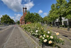Blühende Rosen vor der Friedenskirche. Foto: Hans-Jürgen Zietz