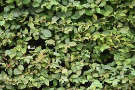 Gestutzte Hecke. Foto: Stadt Oldenburg