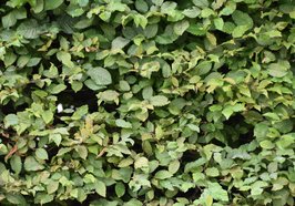 Gestutzte Hecke. Foto: Stadt Oldenburg 