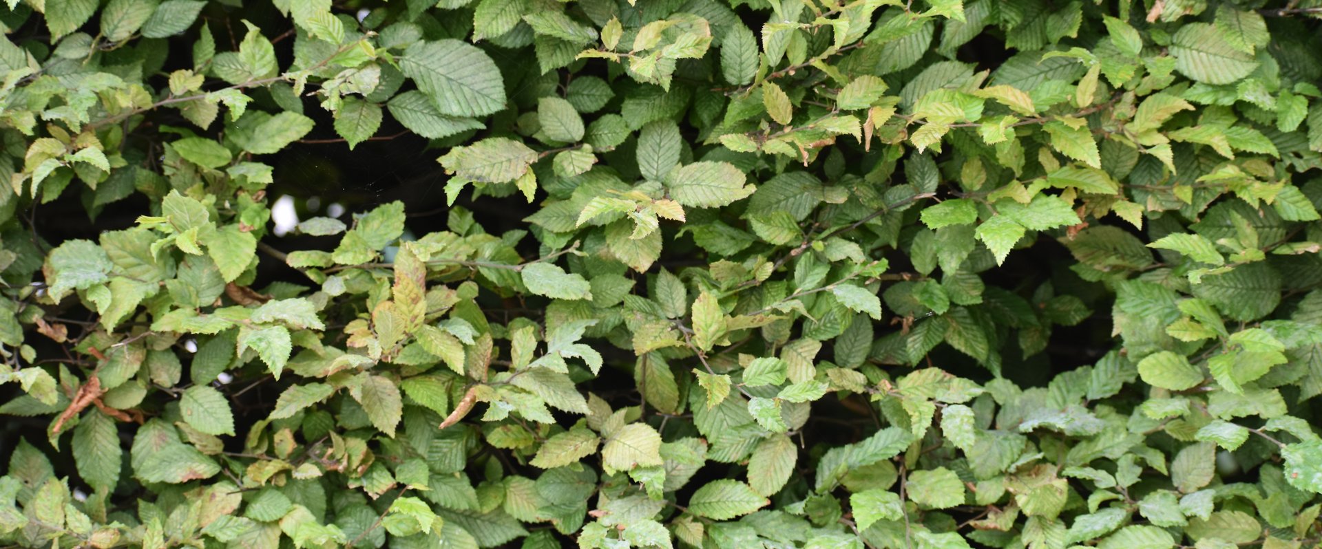 Gestutzte Hecke. Foto: Stadt Oldenburg