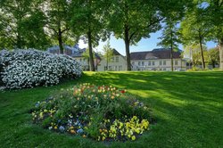 Frühlingsblüten in den Oldenburger Wallanlagen. Foto: Hans-Jürgen Zietz