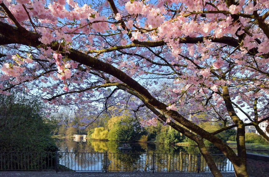 Der Oldenburger Schlossgarten im Frühlingskleid. Foto: Hans-Jürgen Zietz