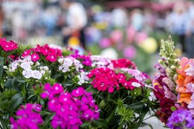 Blumen auf dem Wochenmarkt. Foto: Sascha Stüber