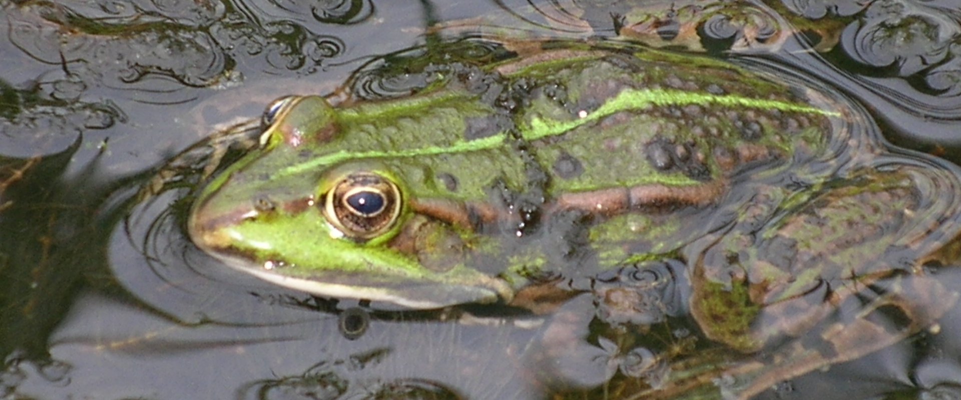 Frosch. Foto: Stadt Oldenburg