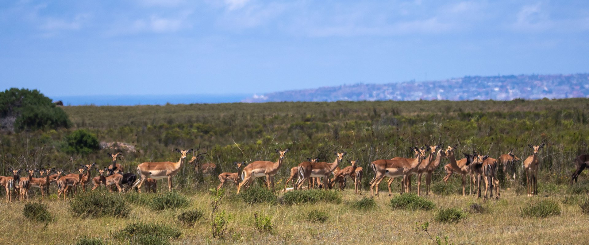 Gazellen in Südafrika. Foto: Magda Ehlers via Pexels