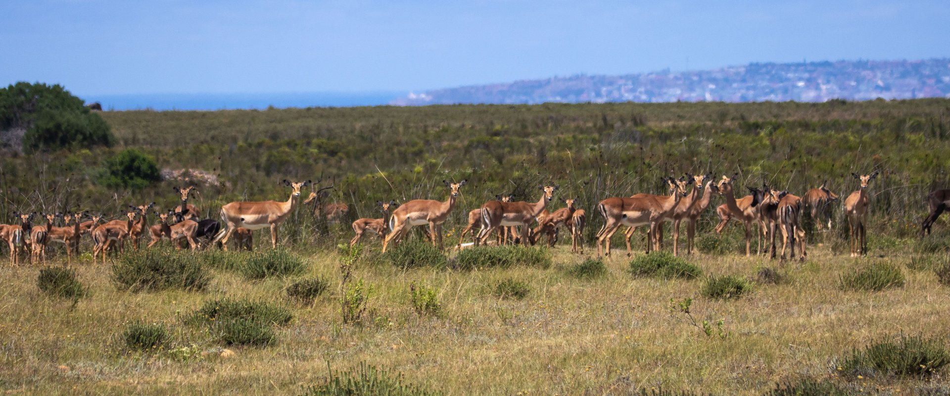 Gazellen in Südafrika. Foto: Magda Ehlers via Pexels