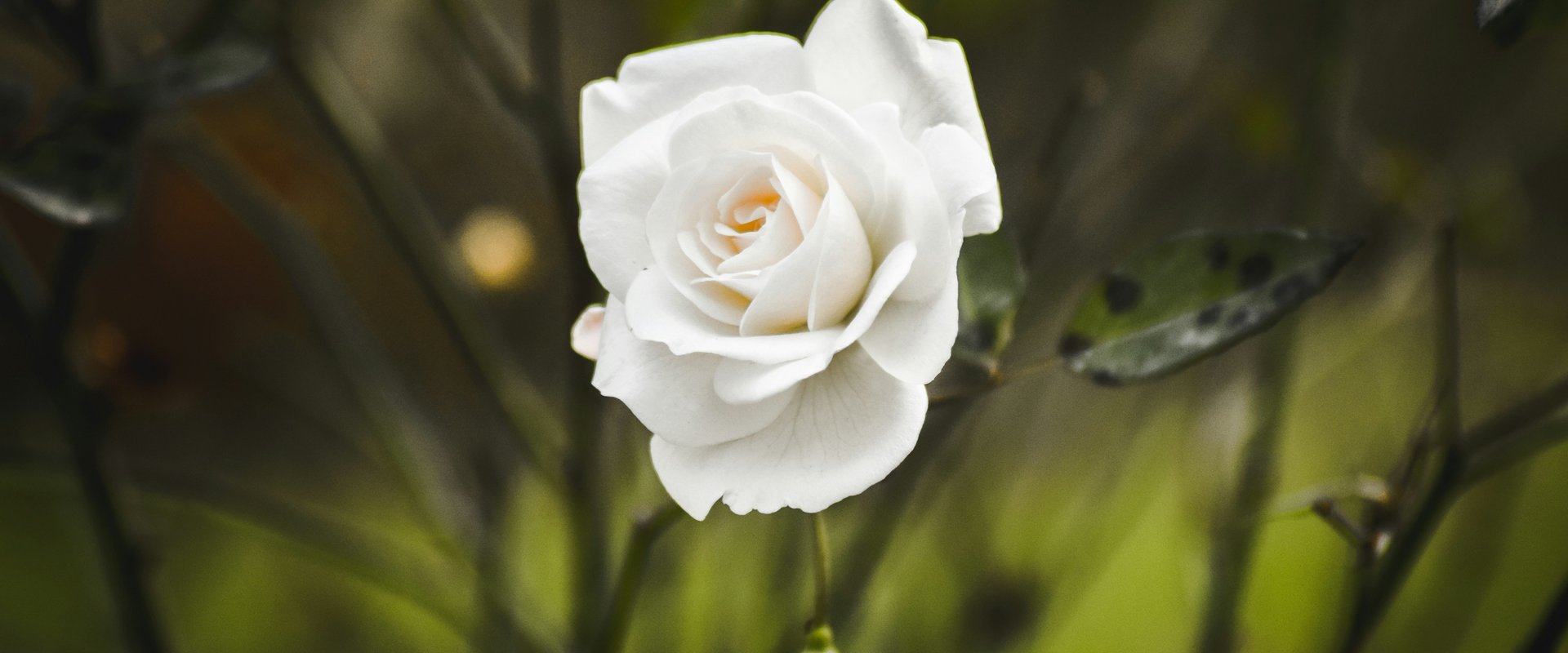 Weiße Rose. Foto: Ali Rizvi/unsplash