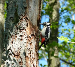Buntspecht an einem Baum. Foto: Stadt Oldenburg Buntspecht an einem Baum. Foto: Stadt Oldenburg