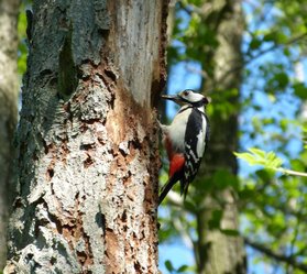 Specht an einem Baum im Wald. Foto: Stadt Oldenburg