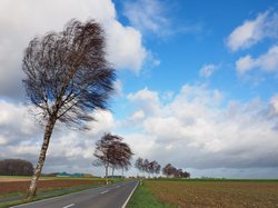Bäume an einer Landstraße im Sturm. Foto: Uschi Dreiucker/Pixelio