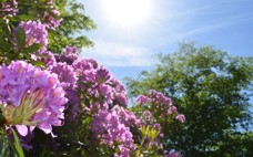 Rhododendronbusch mit lilafarbenen Blüten. Foto: Stadt Oldenburg