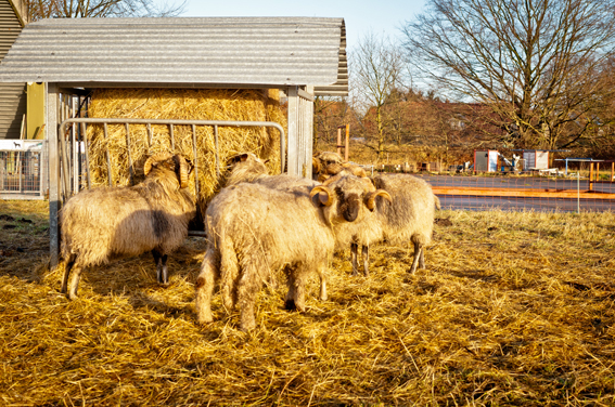 Peter Duddek Schafe. Foto: Peter Duddek