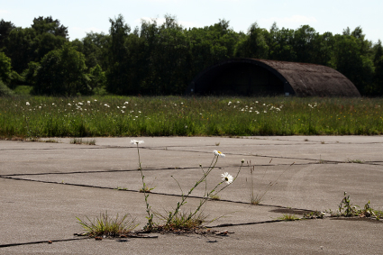 Stadt Oldenburg Gänseblümchen mit Shelter im Hintergrund. Foto: Stadt Oldenburg