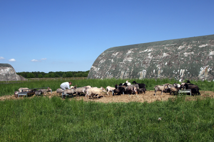 Stadt Oldenburg Schafe vor einem Shelter. Foto: Stadt Oldenburg