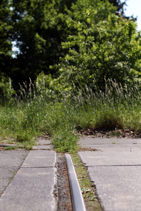 Stadt Oldenburg Zugewachsene Gleise. Foto: Stadt Oldenburg