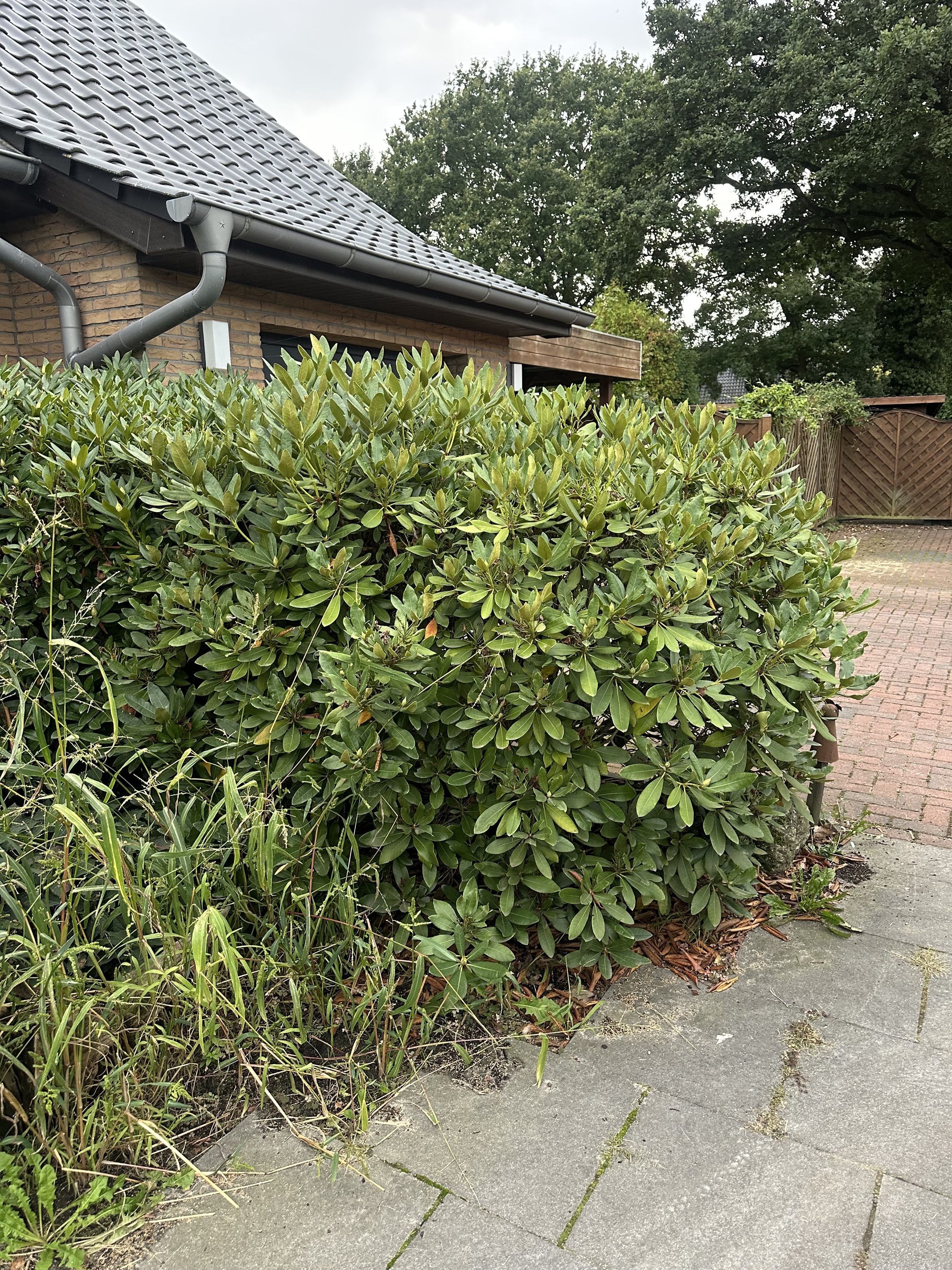 Diverse Rhododendronpflanzen